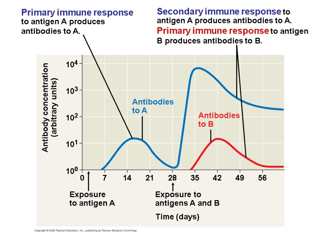 Antibodies to A Antibodies to B Secondary immune response to antigen A produces antibodies